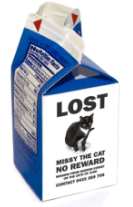 lost cat