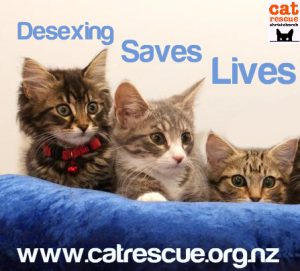 desexing saves lives_3 kittens