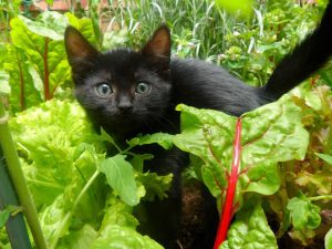 kitten in veg garden