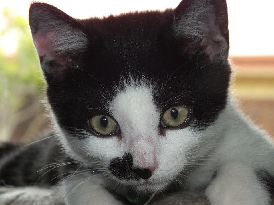 Why Desex My Cat? Cat Rescue Christchurch Charitable Trust