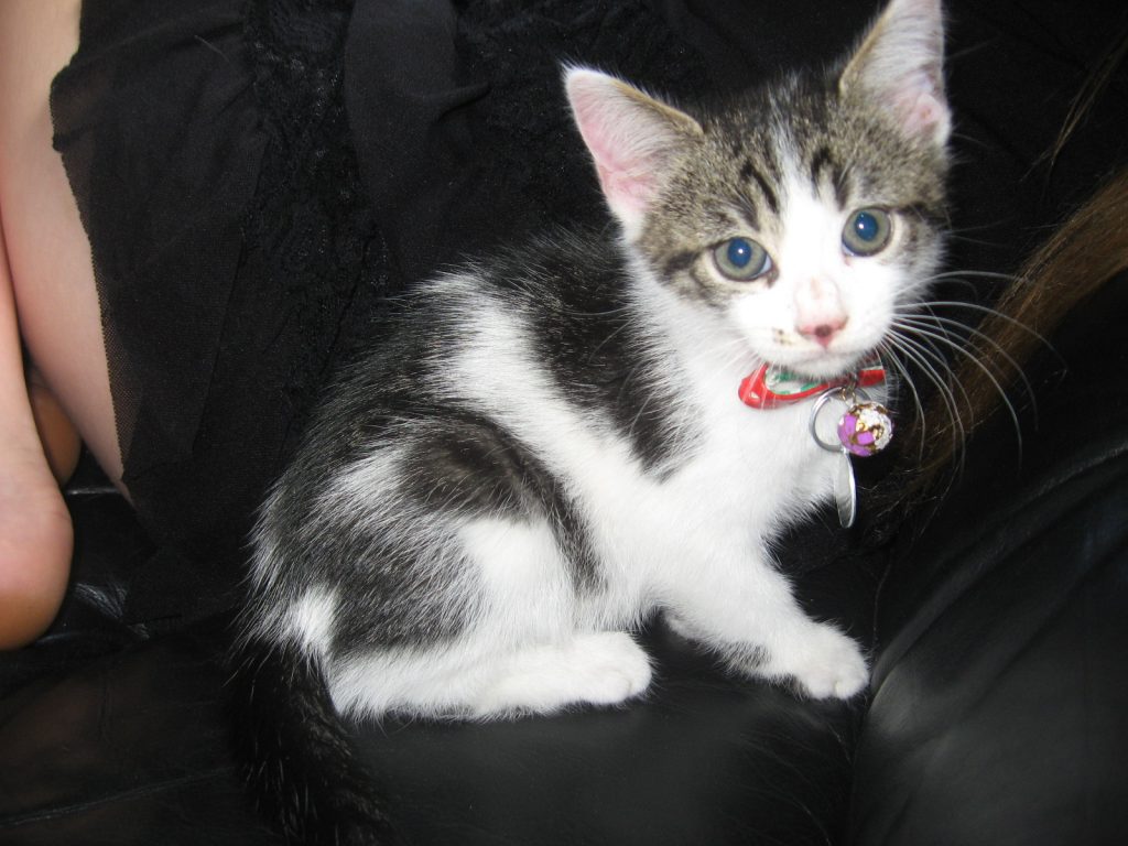 Why Desex My Cat? Cat Rescue Christchurch Charitable Trust