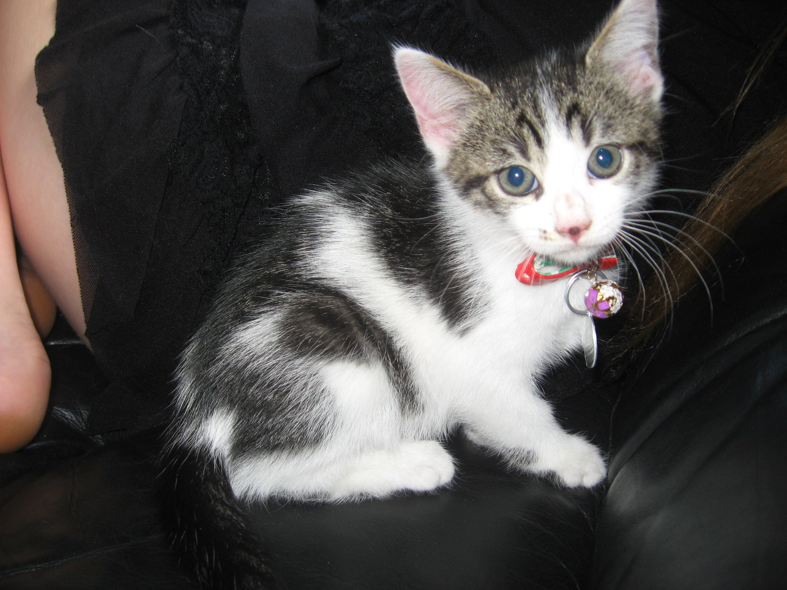 Why Desex My Cat? Cat Rescue Christchurch Charitable Trust