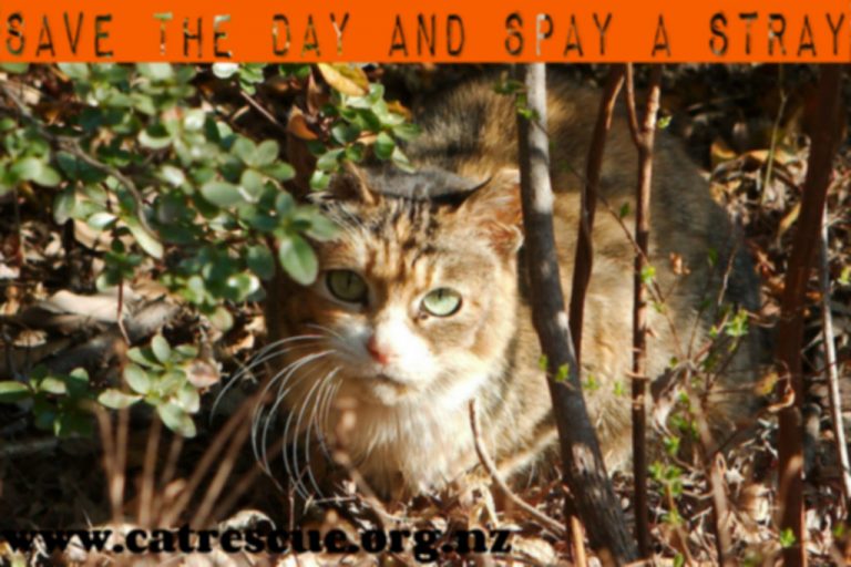 Trap Neuter Return TNR Links Cat Rescue Christchurch Charitable Trust