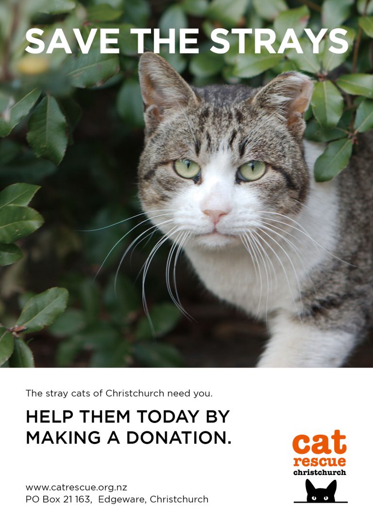 Cat Rescue Christchurch Charitable Trust desexing and rescuing stray